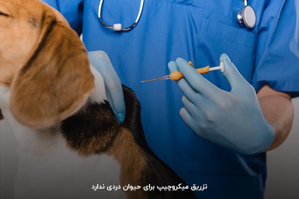 تزریق بدون درد؛ یکی از مزیت‌های استفاده از میکروچیپ برای حیوان خانگی