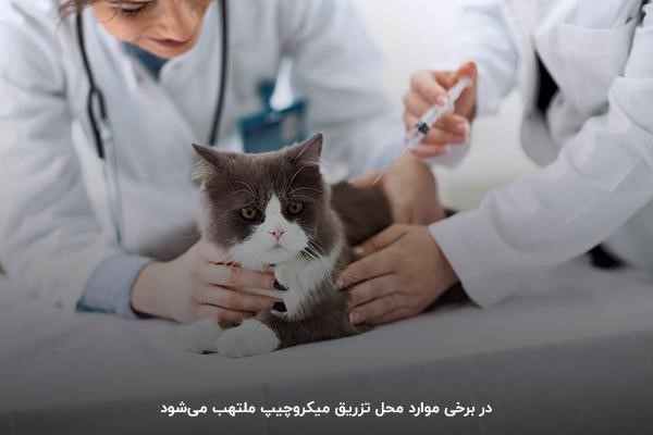 التهاب محل تزریق میکروچیپ؛ امری تقریبا شایع در حیوانات خانگی